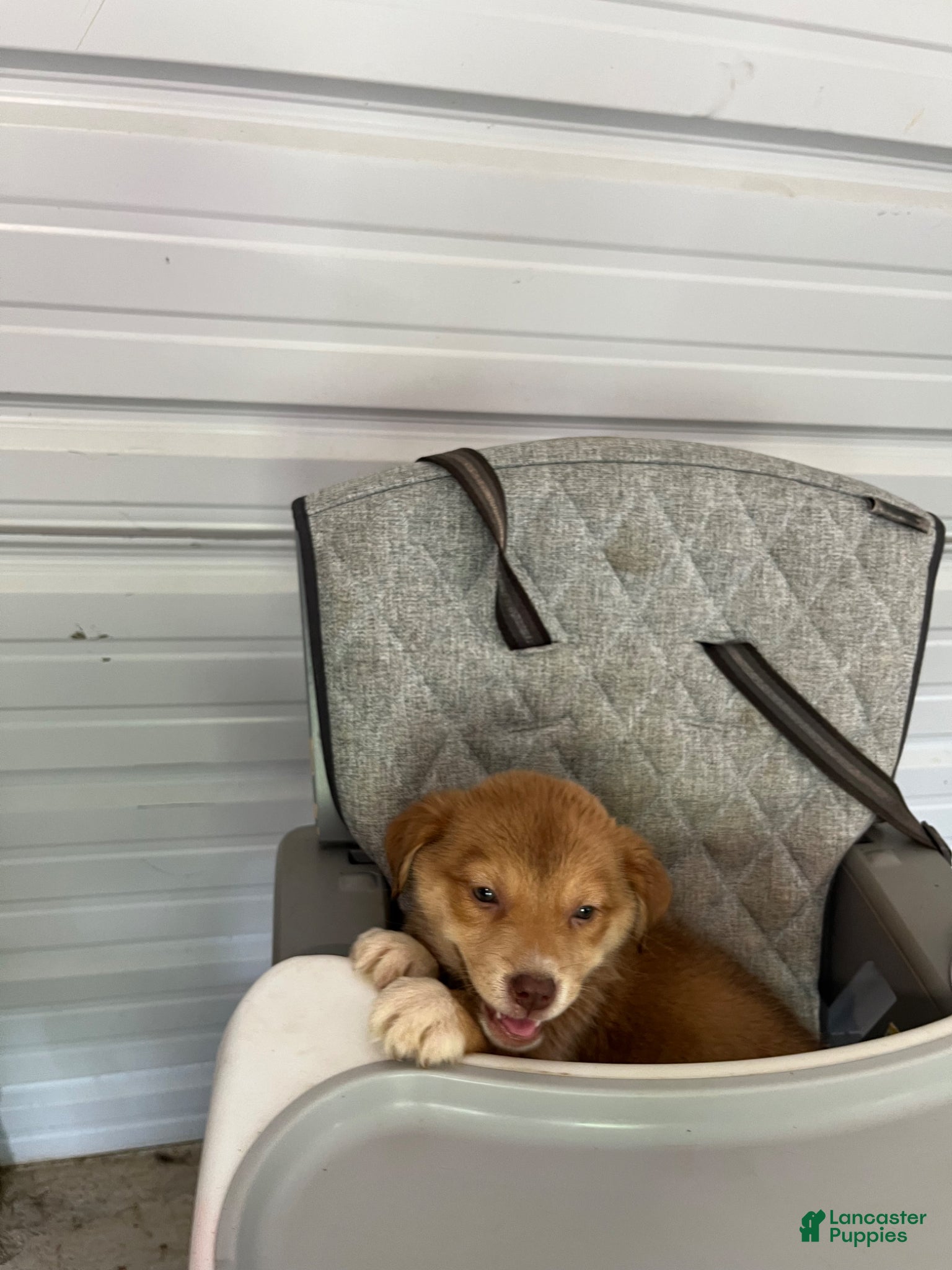 Golden Shepherd dogs Lexi - Ad 2