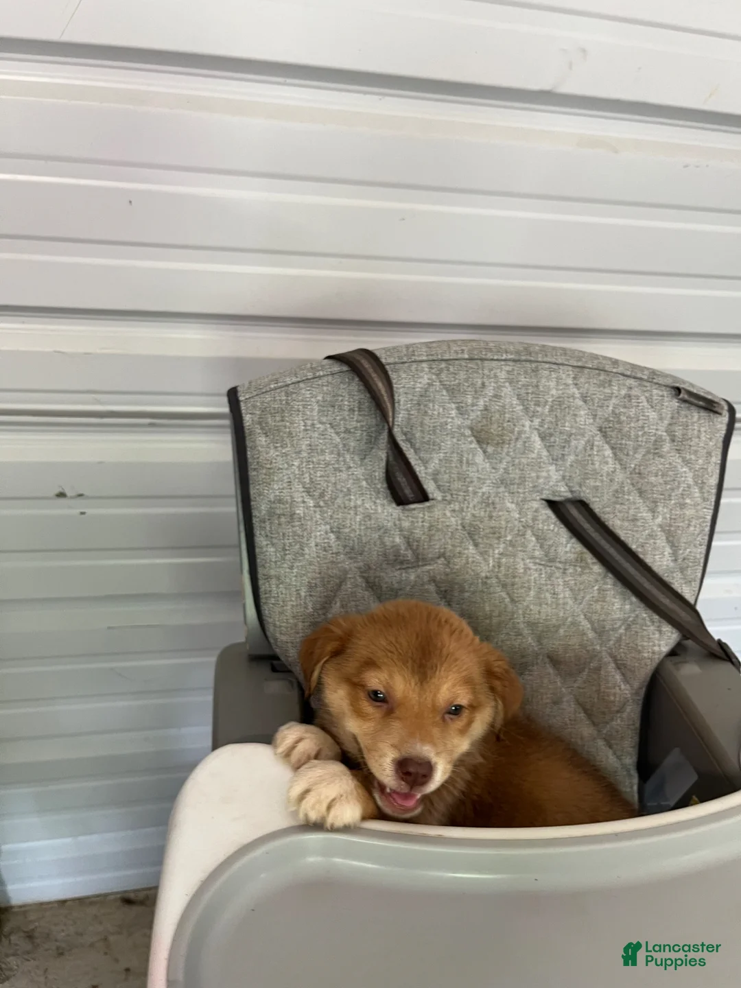 Golden Shepherd dogs for sale: Lexi - Ad 2