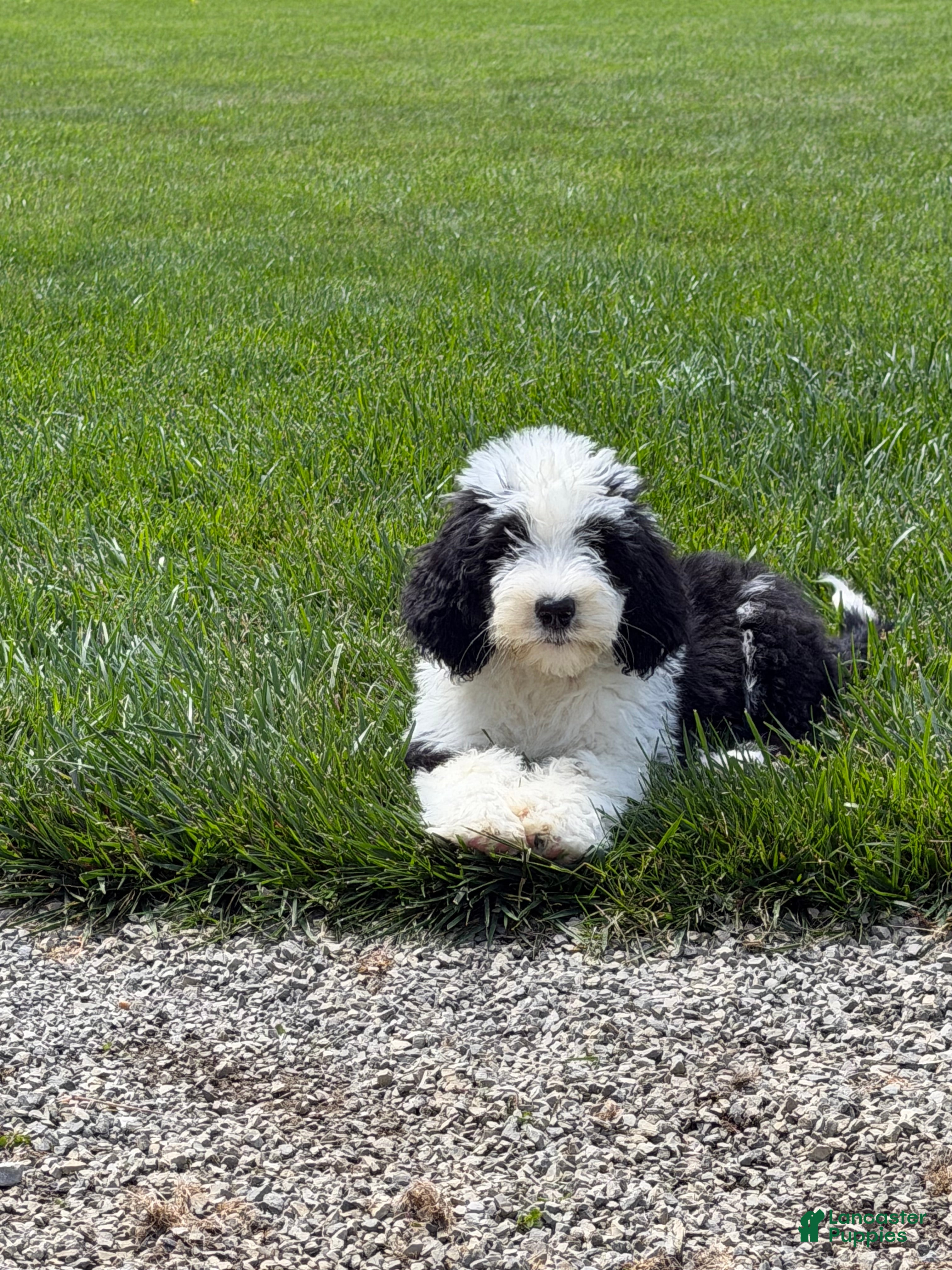 Sheepadoodle dogs Brie - Ad 1