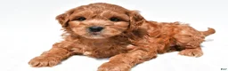 Mini Goldendoodle dogs for sale: Jasper  - Ad 6