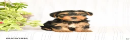 Yorkshire Terrier dogs for sale: Oscar - Ad 3