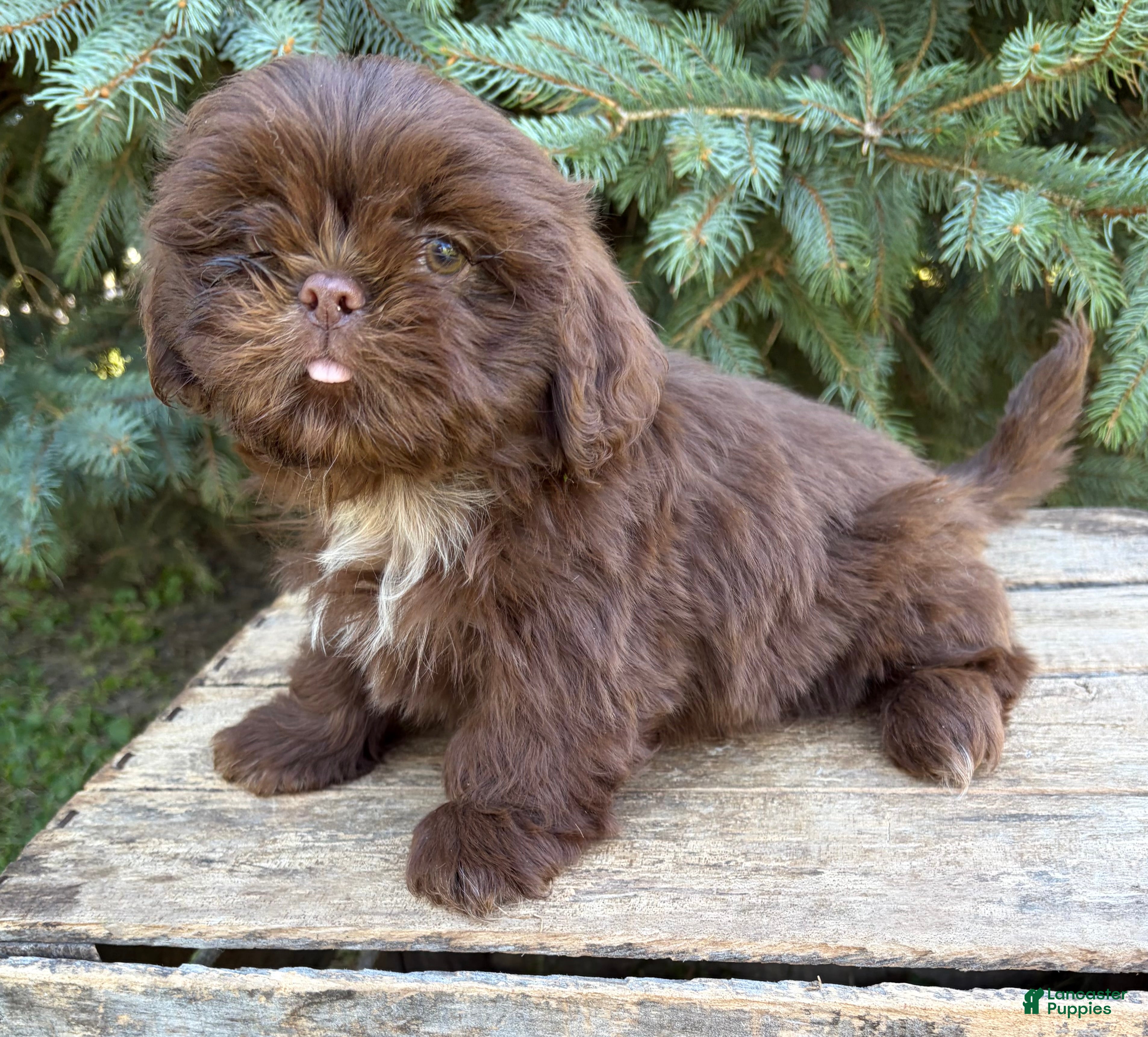 Shih Tzu dogs Lennon - Ad 2