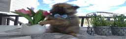 Pomeranian dogs for sale: Pomeranian 1 Sylvester - Ad 3
