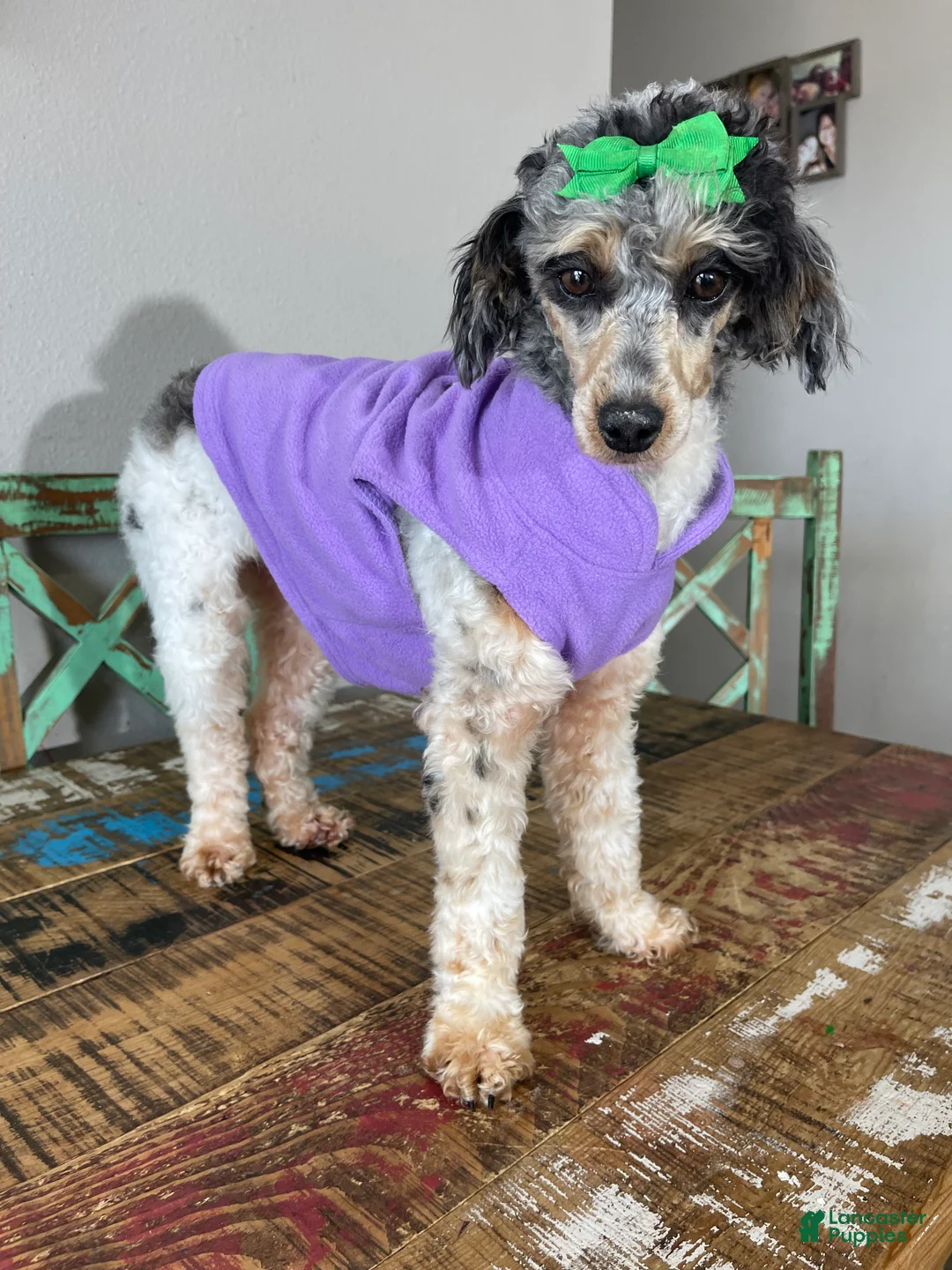 Miniature Poodle dogs for sale: Akc Blue Merle Parti Phantom  - Ad 1