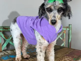 Miniature Poodle dogs Akc Blue Merle Parti Phantom - Ad 4