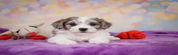 Maltipoo dogs for sale: Tessa - Ad 7