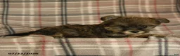 Morkie dogs for sale: Zoe - Ad 4