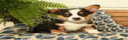 Welsh Corgi Pembroke dogs for sale: Archie - Ad 1