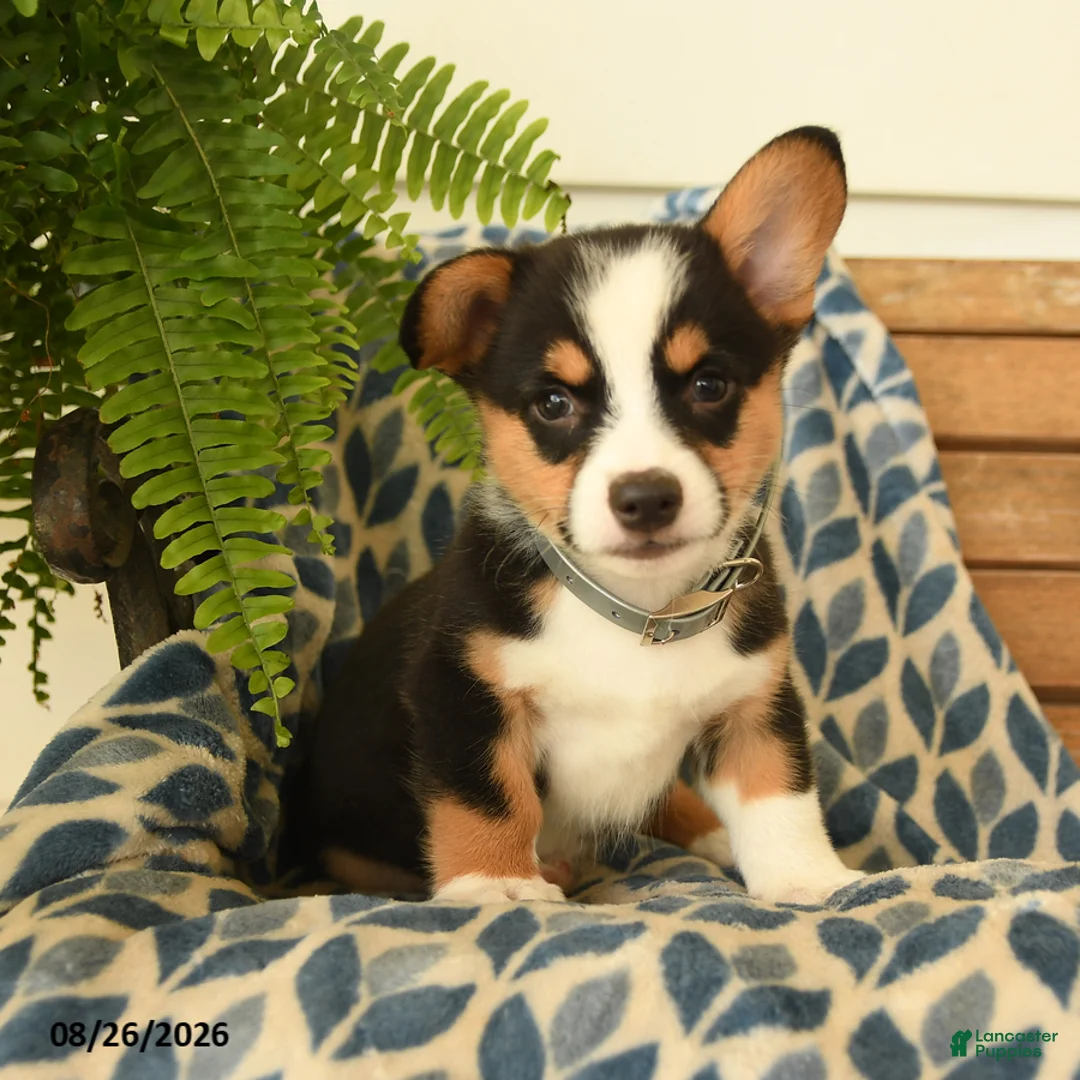 Welsh Corgi Pembroke dogs for sale: Archie - Ad 1