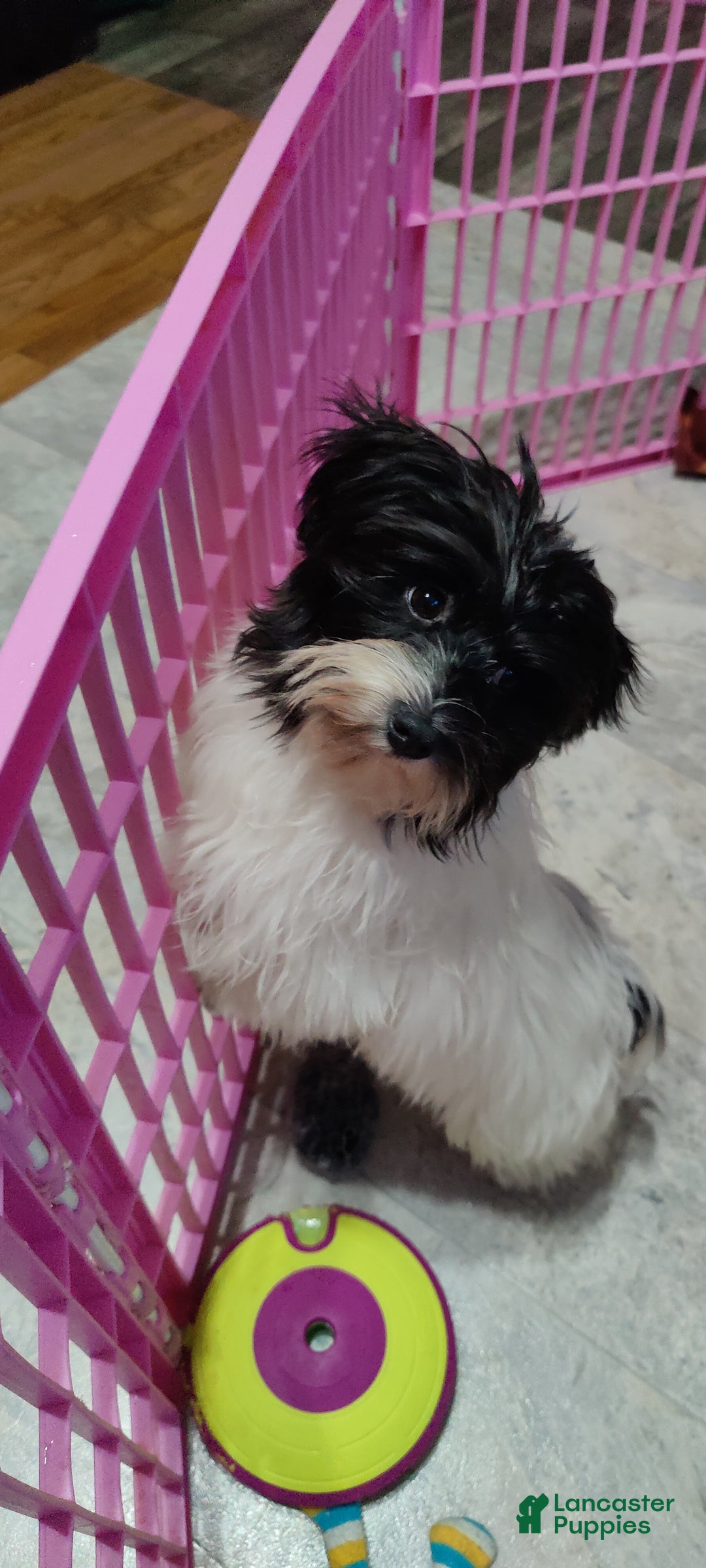 Havanese dogs for sale: Chance  - Ad 5