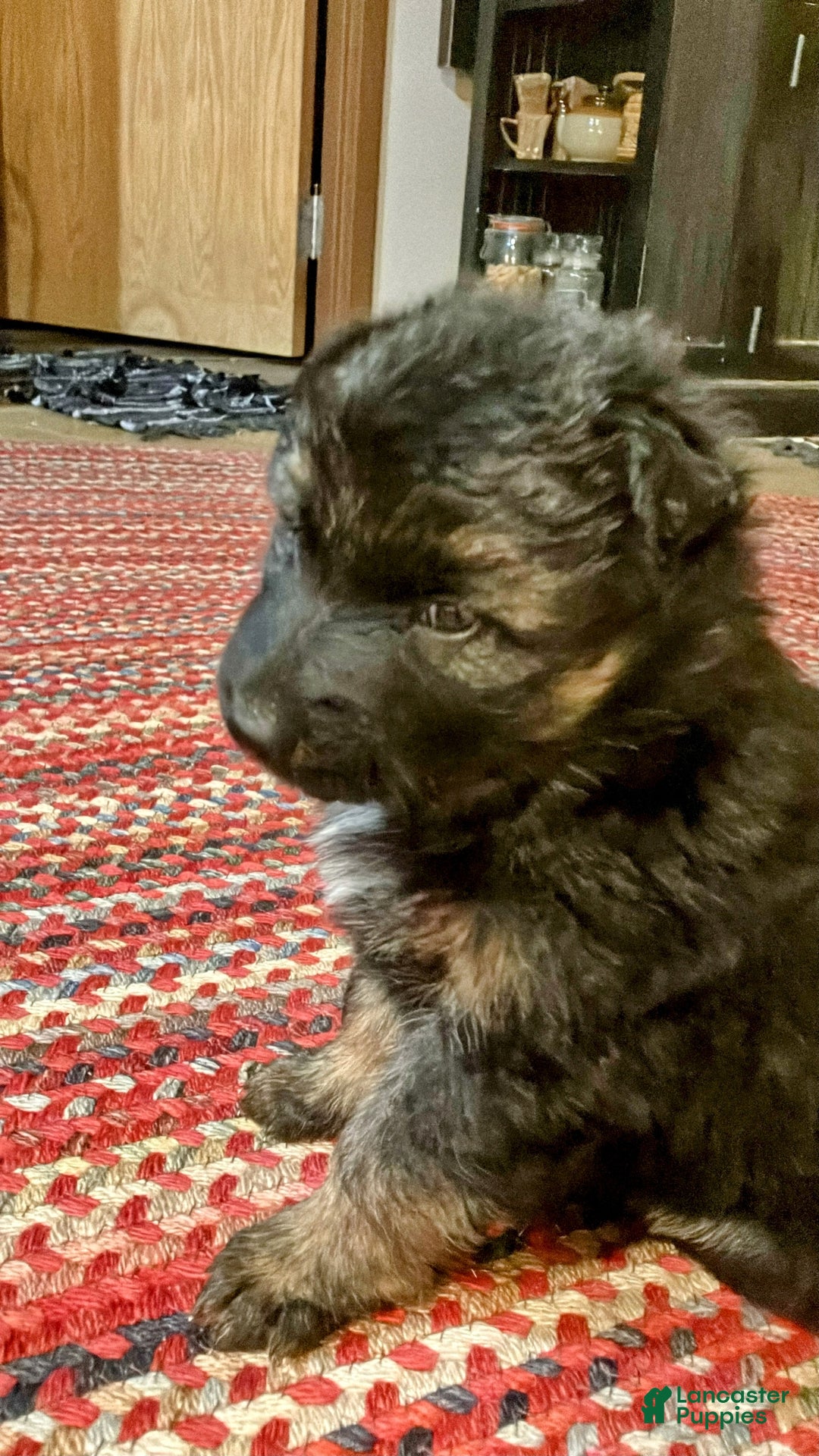 German Shepherd dogs for sale: ♥️SWEET SABLE ♥️ - Ad 49