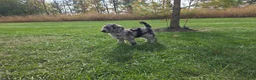 Standard Poodle dogs for sale: Black Tail - Ad 4