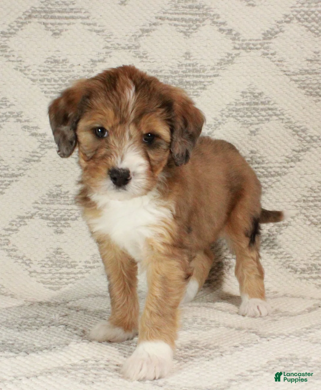 Bernedoodle dogs for sale: Chloe  - Ad 4