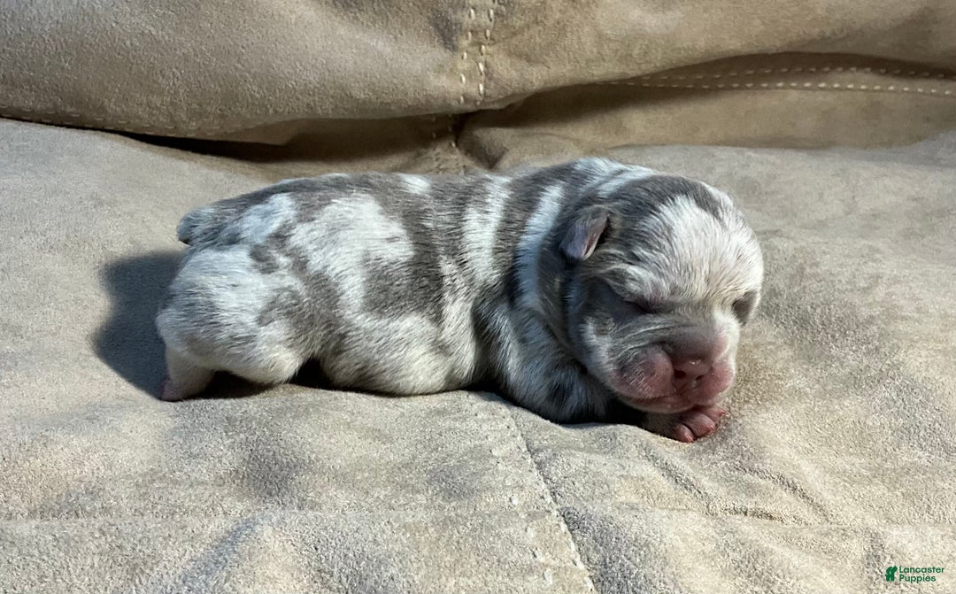 French Bulldog dogs for sale: Tracker - Ad 30