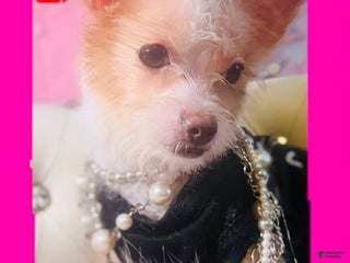 Mixed Breed dogs - Ad 21