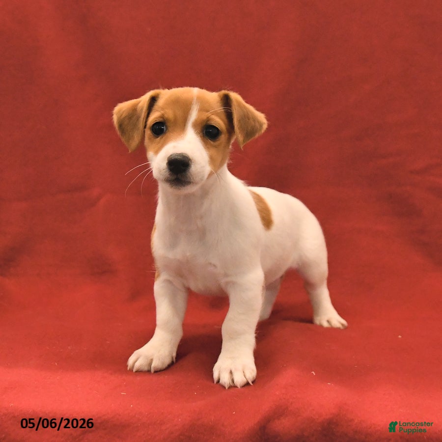 Jack Russell Terrier dogs for sale: Miley - Ad 1
