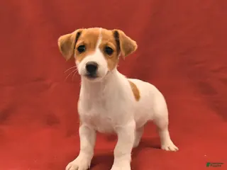 Jack Russell Terrier dogs for sale: Miley - Ad 1