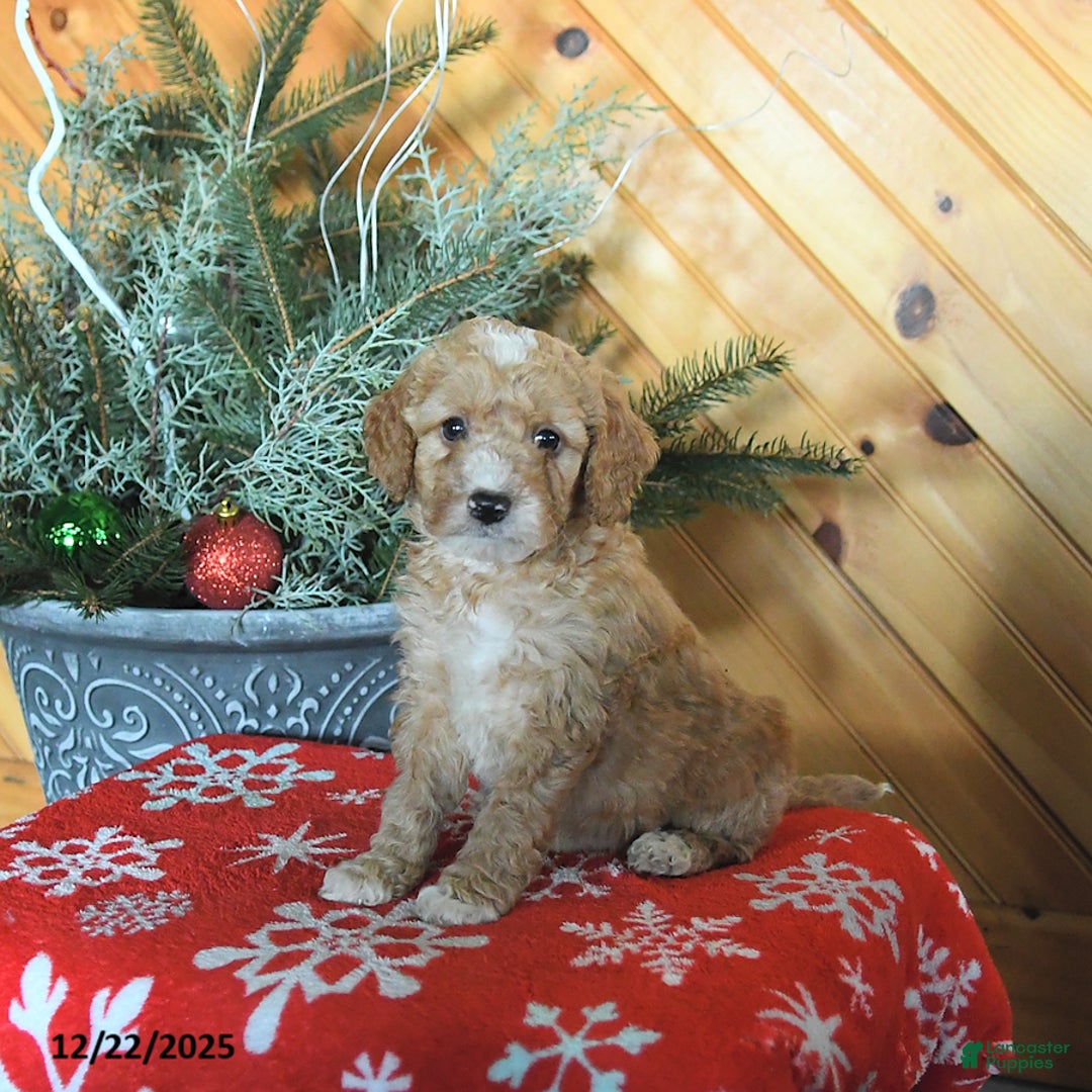 Mini Goldendoodle dogs for sale: Shadow - Ad 3