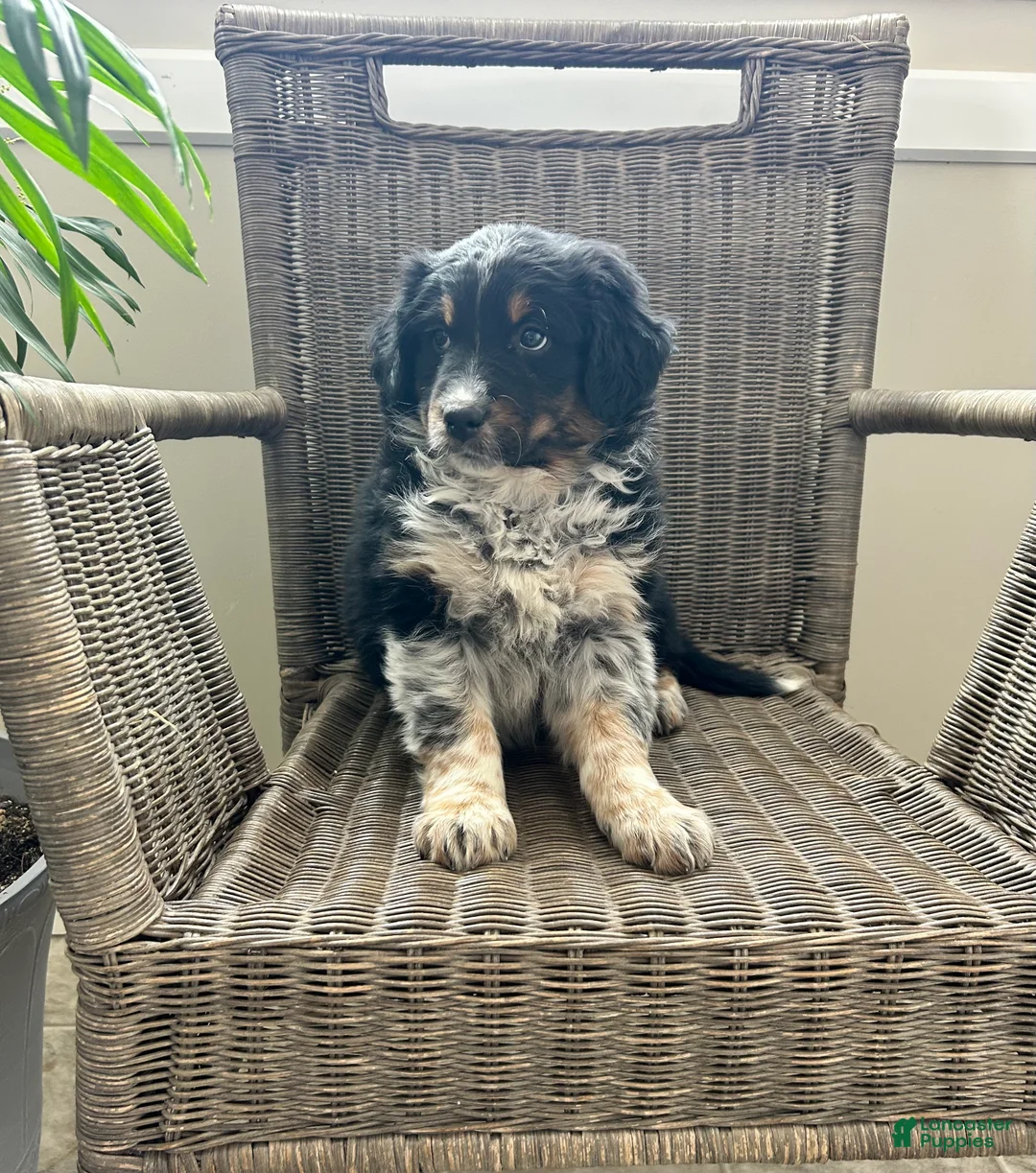 Australian Shepherd dogs for sale: Lucy - Ad 2