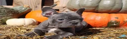 Mixed Breed dogs for sale: Ollie - Ad 6