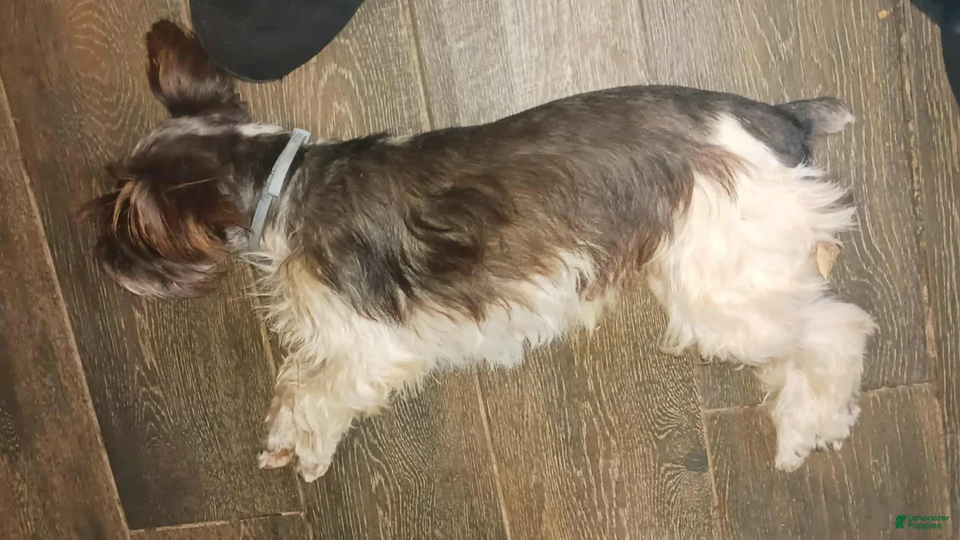 Miniature Schnauzer dogs for sale: Mia's Red Ribbon Boy  - Ad 6