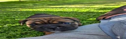 English Bulldog dogs for sale: Olive - Ad 1