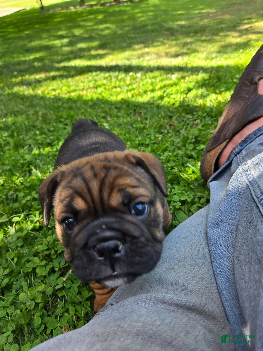 English Bulldog dogs for sale: Olive - Ad 1
