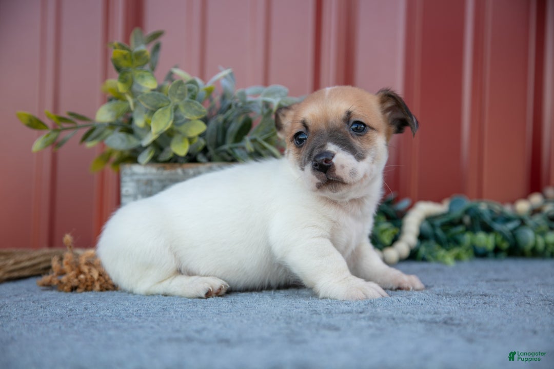Jack Russell Terrier dogs for sale: Grayson - Ad 3
