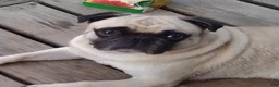 Pug dogs for sale: Logan - Ad 12