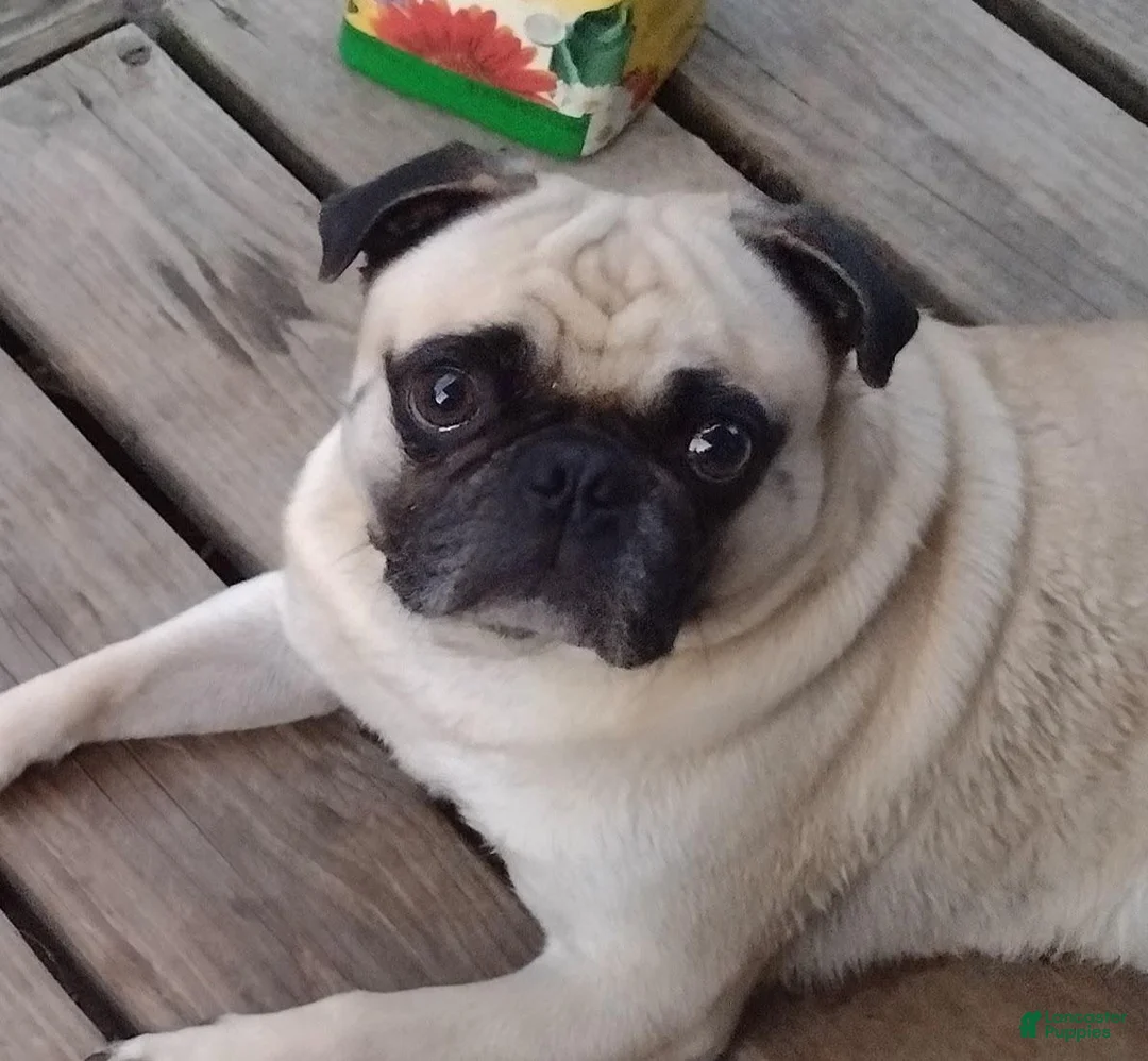 Pug dogs for sale: Logan - Ad 12