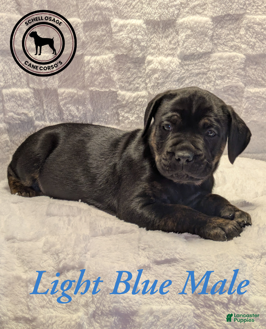 Cane Corso dogs for sale: Light Blue  - Ad 3