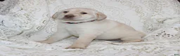 Labrador Retriever dogs for sale: Ruby - Ad 3