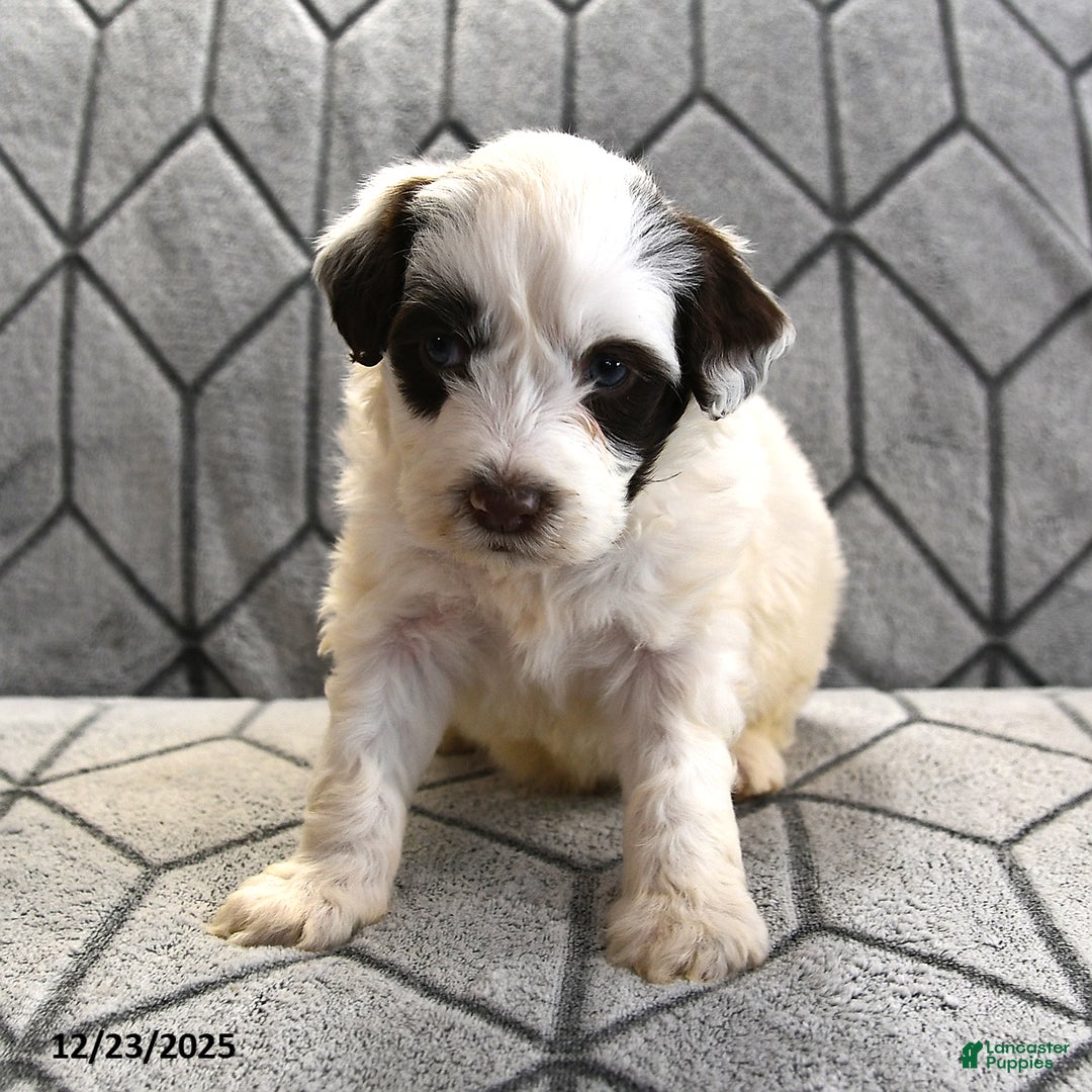 Portuguese Water Dog dogs for sale: Dumpling - Ad 14