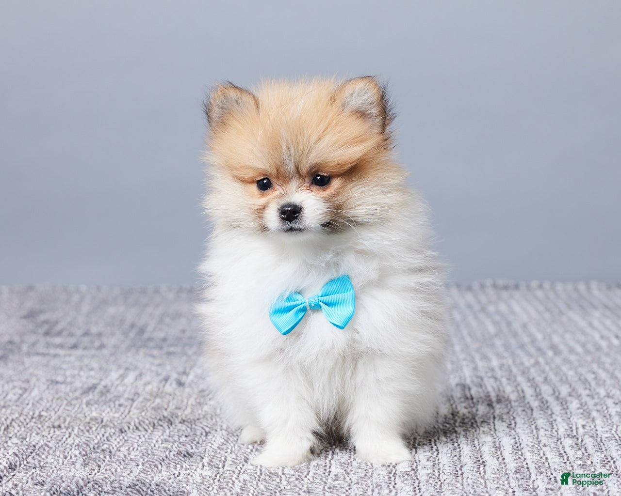 Pomeranian dogs for sale: Dusty - Ad 1