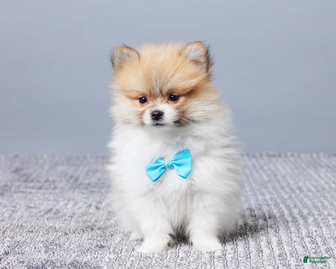 Pomeranian dogs for sale: Dusty - Ad 1