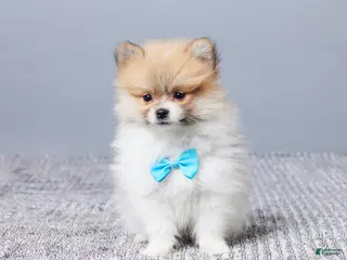 Pomeranian dogs for sale: Dusty - Ad 1