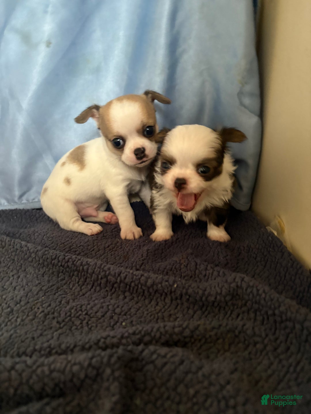 Chihuahua dogs for sale: Chihuahua Puppy 2 - Ad 5