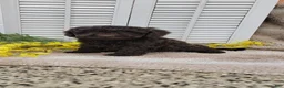 Cockapoo dogs for sale: Jan - Ad 1