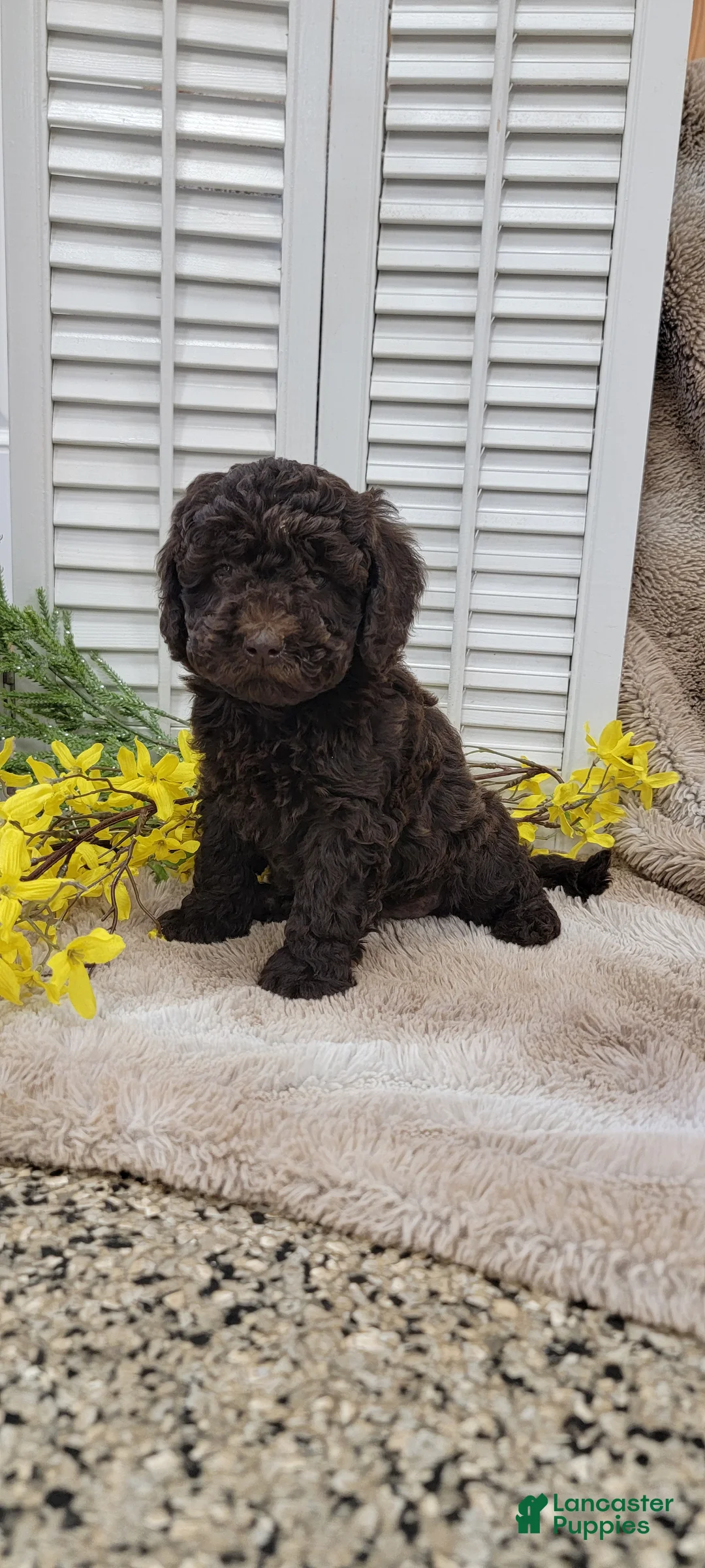 Cockapoo dogs for sale: Jan - Ad 1