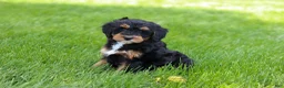 Mini Bernedoodle dogs for sale: Nala - Ad 7