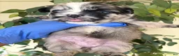 French Bulldog dogs for sale: French Bulldog 4 - Ad 5