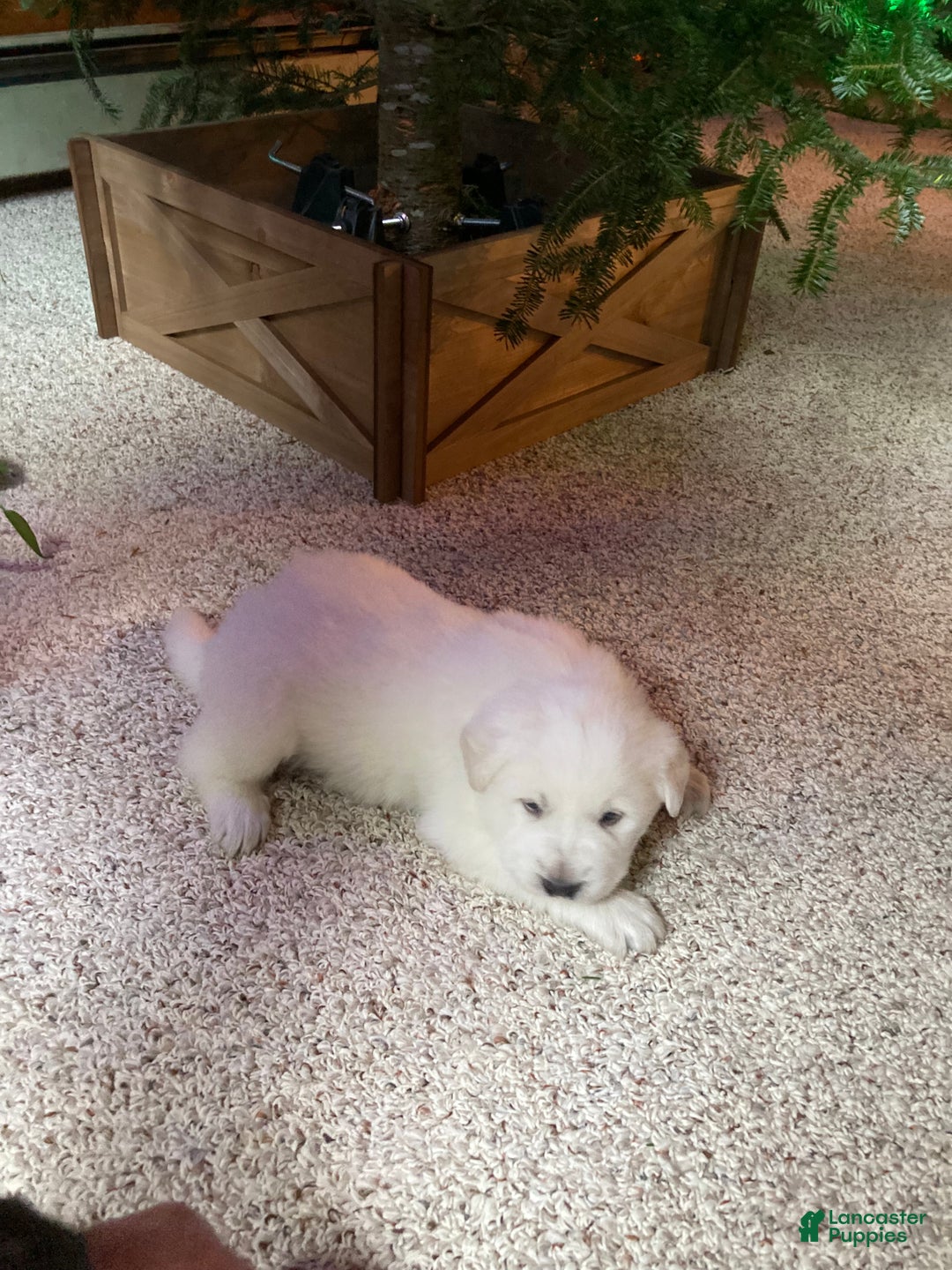 Great Pyrenees dogs for sale: Great Pyrenees Male Puppy - Orange  - Ad 8
