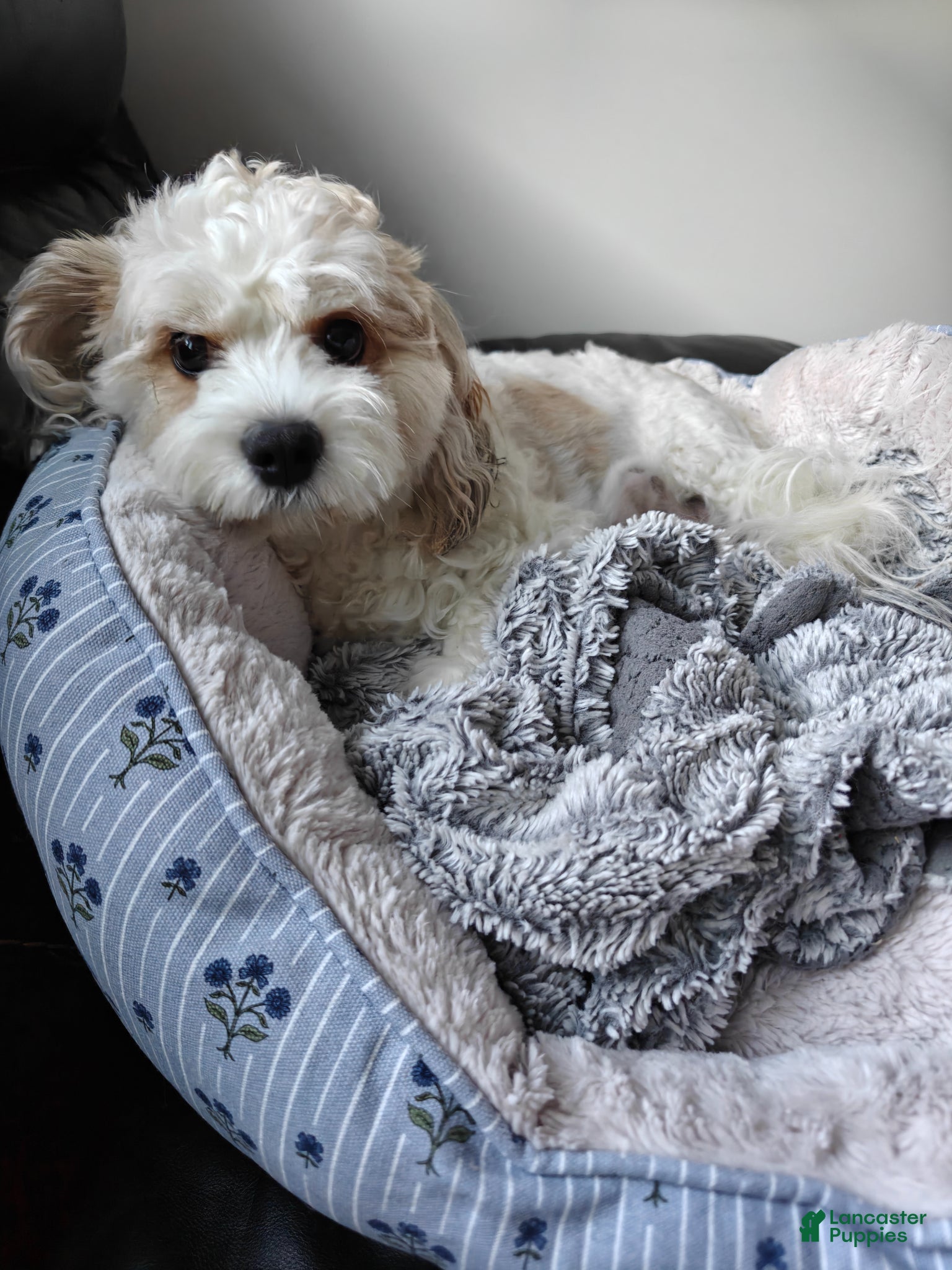 Mixed Breed dogs for sale: Coffee - Ad 2