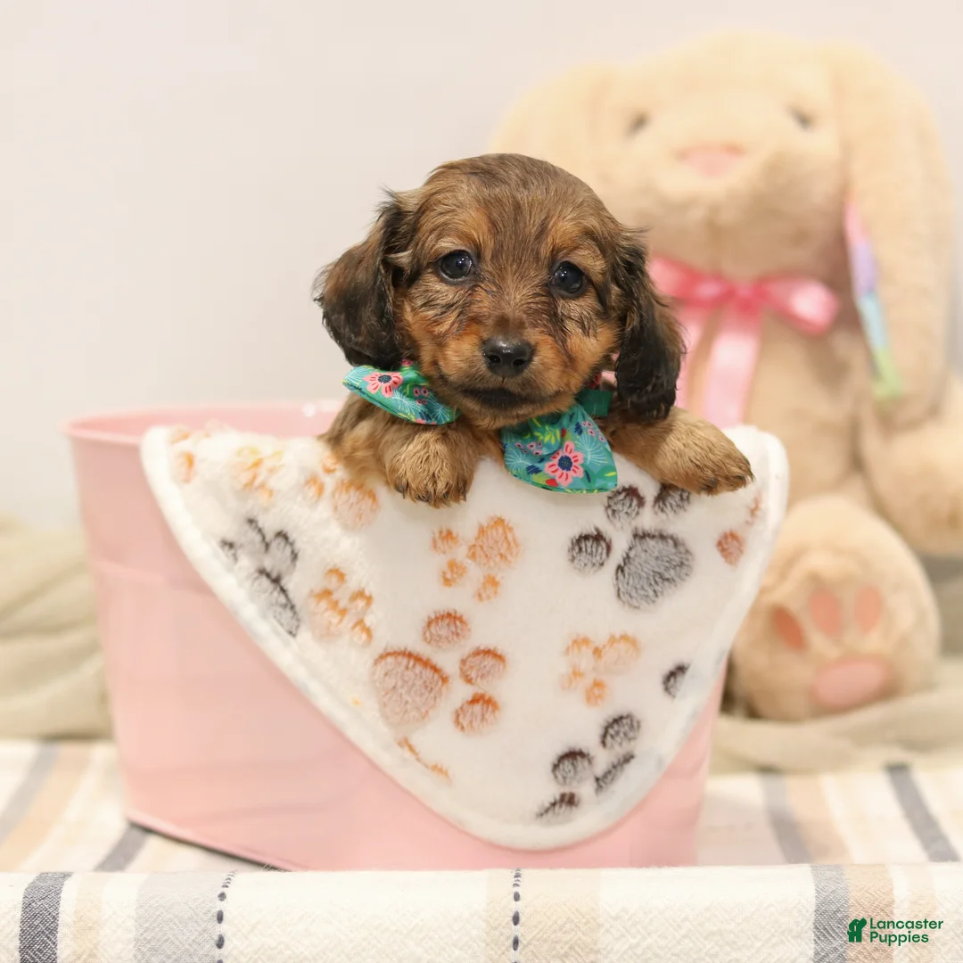 Miniature Dachshund dogs for sale: Georgia - Ad 2