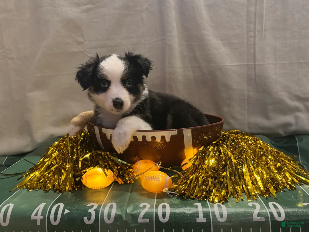 Miniature Australian Shepherd dogs for sale: Miniature Australian Shepherd 9 - Ad 2