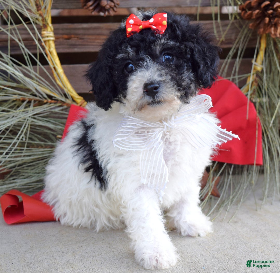 Bichpoo dogs for sale: Lola - Ad 1