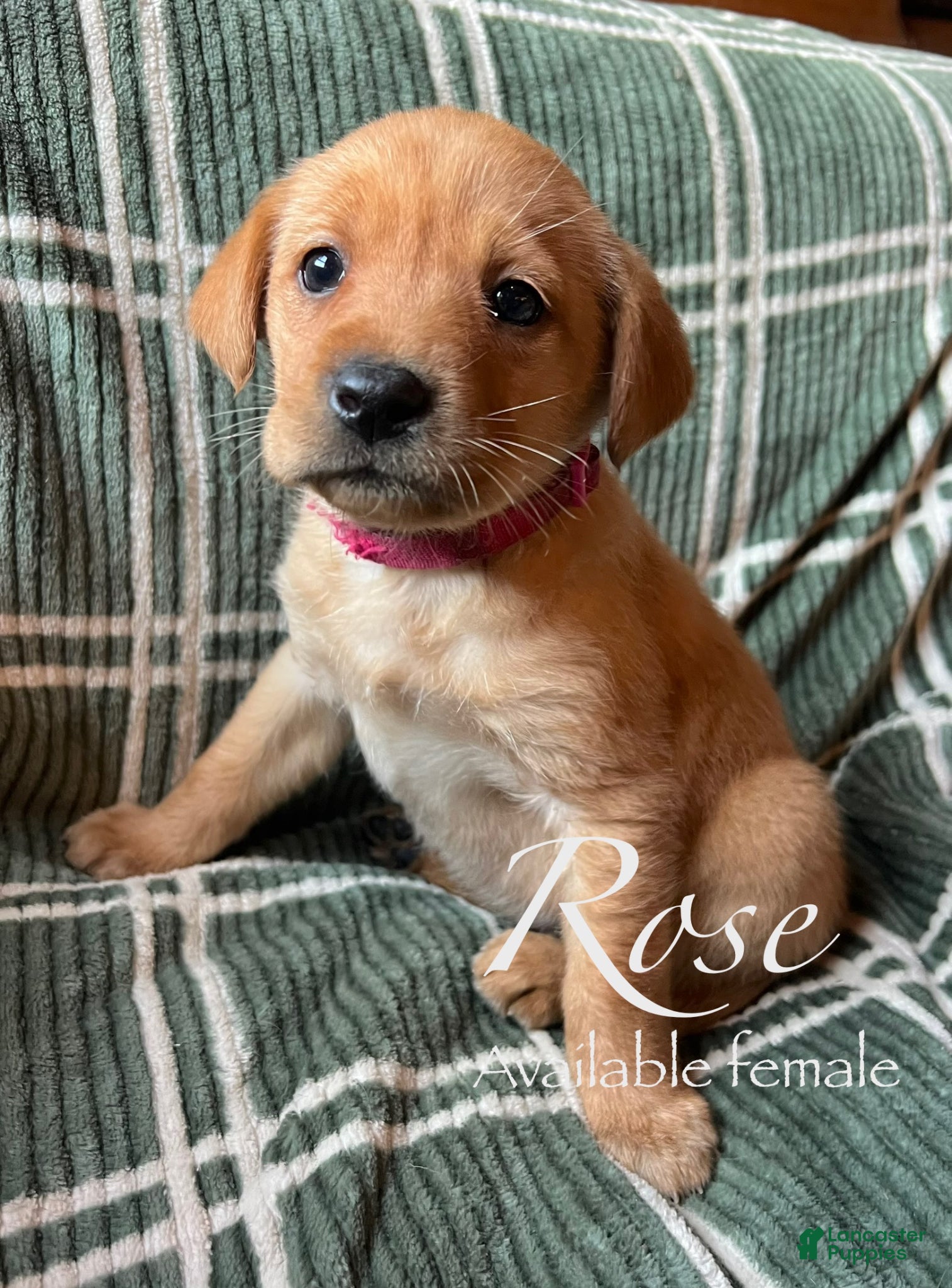 Labrador Retriever dogs Rose - Ad 22