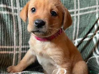 Labrador Retriever dogs Rose - Ad 22