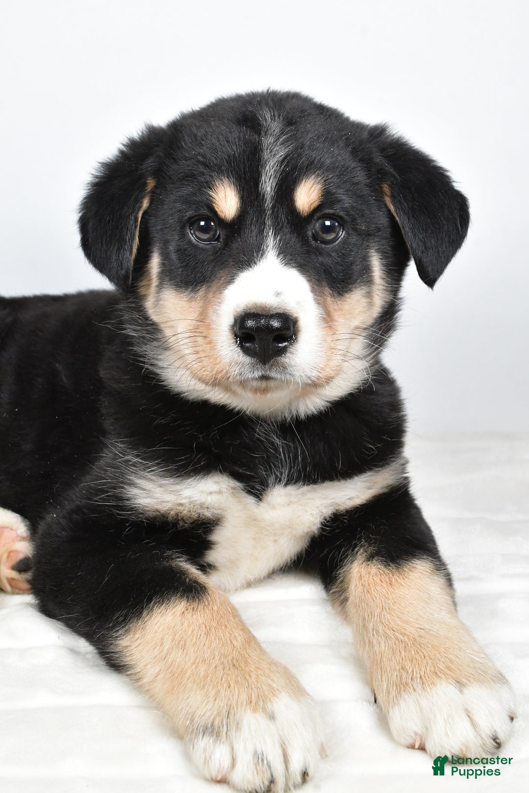 Mixed Breed dogs for sale: Sammy - Ad 3