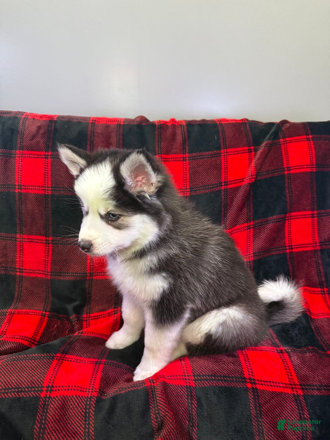 Pomsky dogs for sale: Panda - Ad 4